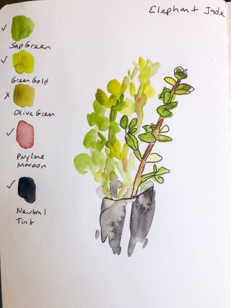 A loose direct watercolor sketch of a small elephant jade plant with ink line details, with color swatches alongside, drawn in 2019.
