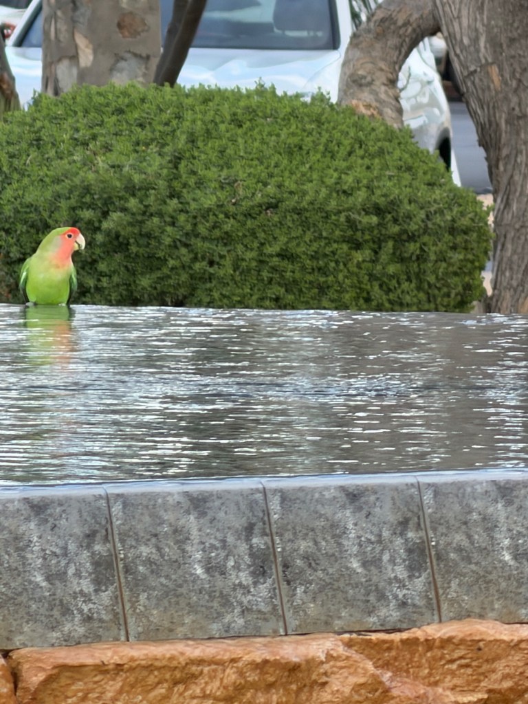 A lovebird perched on the edge of the reflecting pool at Frank Lloyd Wright Commemorative Park, Scottsdale, Arizona, one of a small flock of escaped pet store lovebirds that have survived in the wild locally.